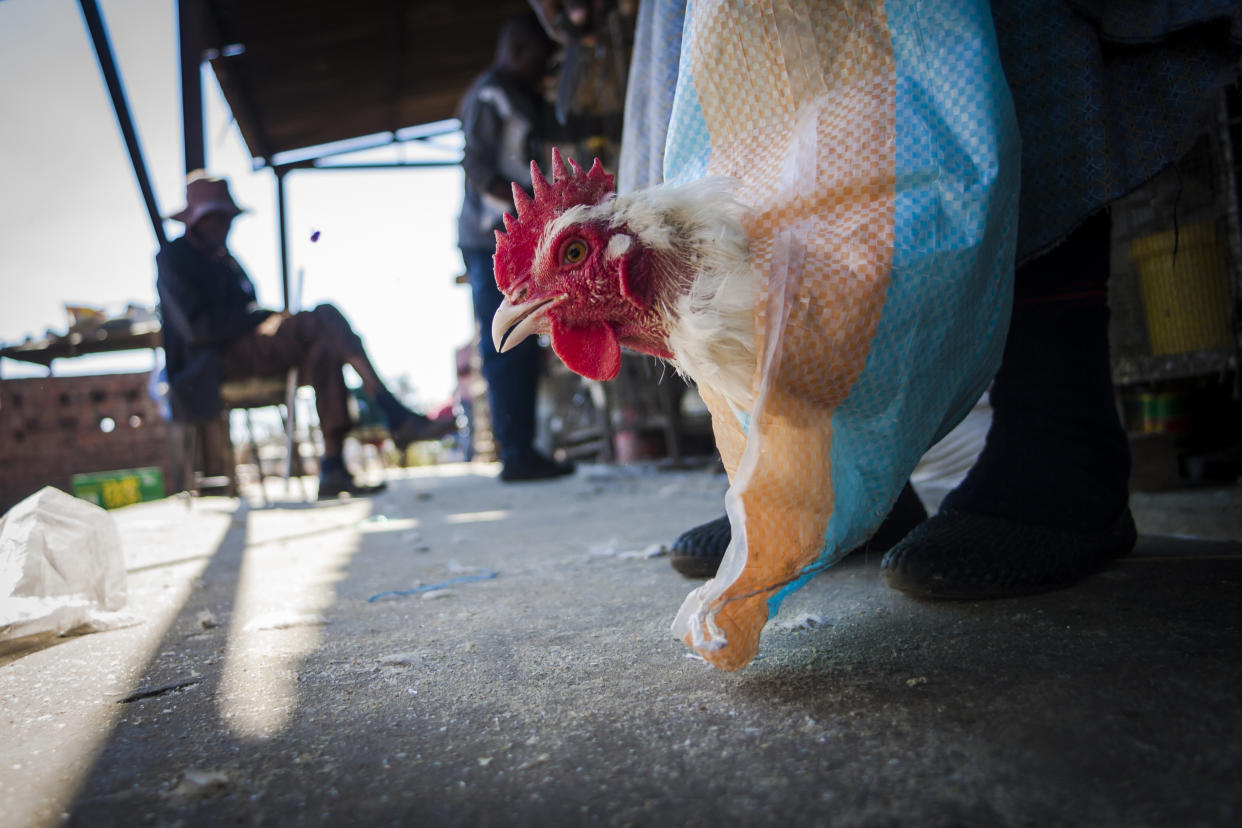 Un cliente se lleva el 9 de junio de 2017 una gallina en una bolsa en el mercado de Mbare, en Harare, capital de Zimbabue (AFP | Jekesai Nijkizana)