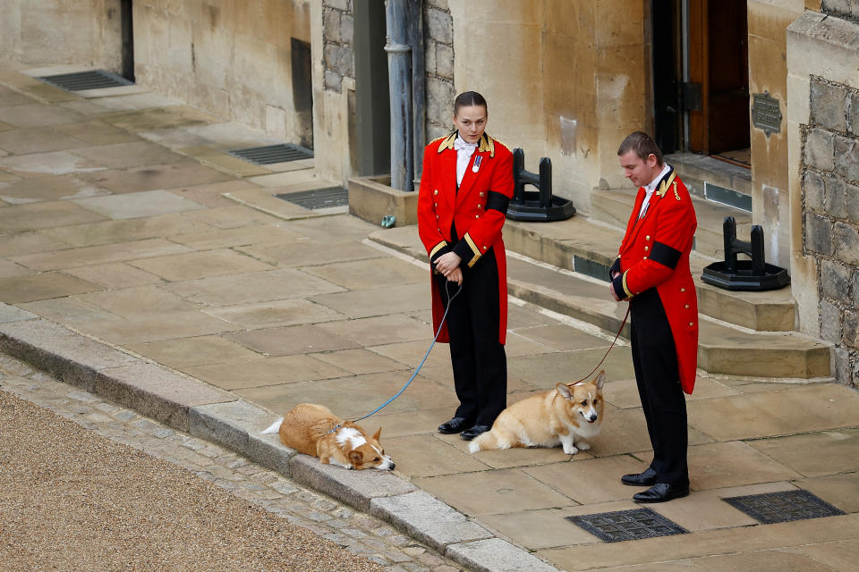 The royal corgis await the cortege on the day of the state funeral and burial of Britain's Queen Elizabeth, at Windsor Castle in Windsor, Britain, September 19, 2022.   REUTERS/Peter Nicholls/Pool