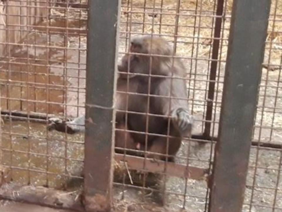 Outdoor baboons were kept in for nearly five days in a row (Freedom for Animals)
