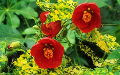 Abutilon 'Cannington Carol'  - Credit: Holmes Garden Photos/Alamy