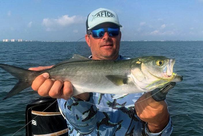 The aggressive and ever-hungry bluefish.