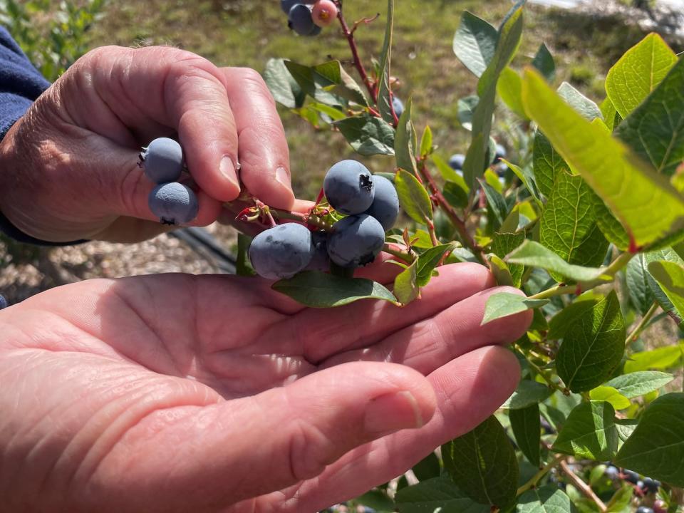 A few of the high bush blueberries at The Berry Orchard 