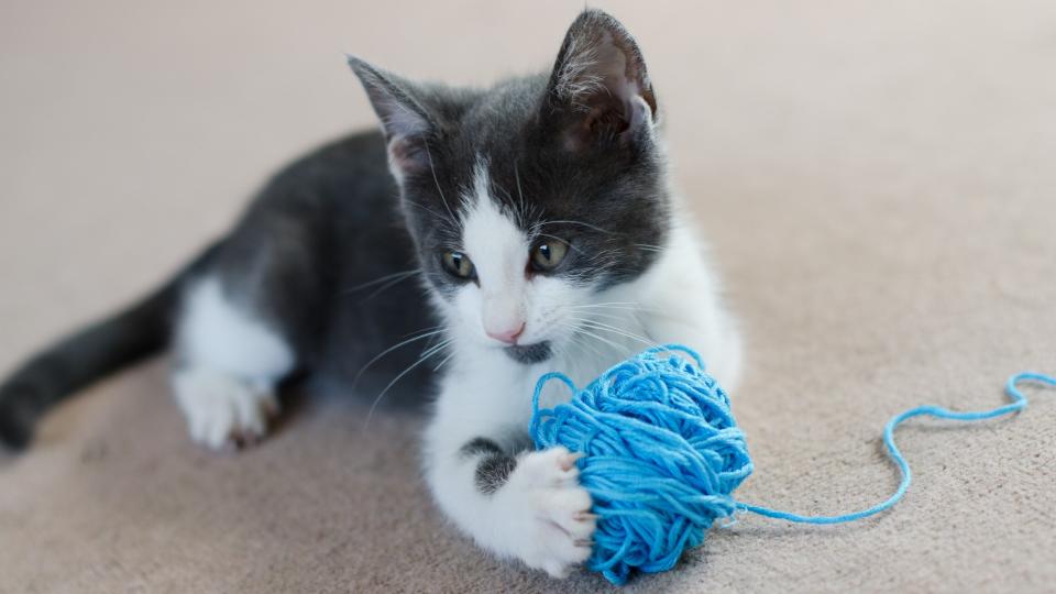 Black and white kitten on the carpet playing with a blue ball of wool