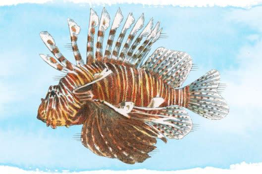 1. Lionfish (invasive) Indigenous to the Indo-Pacific area, the venomous-spine-bearing lionfish can wreak havoc on its non­native ecosystems, often nearly decimating other fish populations (females can produce 2 million eggs per year, whereas an average salmon might lay 2,500). Try the flaky and mild fish in a number of different preparations, depending on the day, at Norman’s Cay (74 Orchard St.; 646-481-1229), which sources its supply from the Bahamas. (Illustrations by John Burgoyne)          