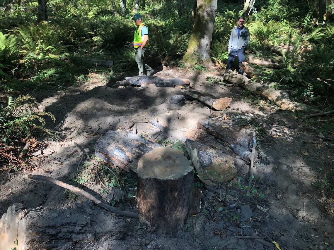 Damage at Sehome Hill Arboretum was posted to Facebook Monday, Nov. 14, by Bellingham Parks and Recreation. Rogue mountain bike trails carved into steep embankments cause erosion and damage plants while graffiti mars rock outcroppings, the observation tower, bollards and signs. Bellingham Parks and Recreation/Courtesy to The Bellingham Herald