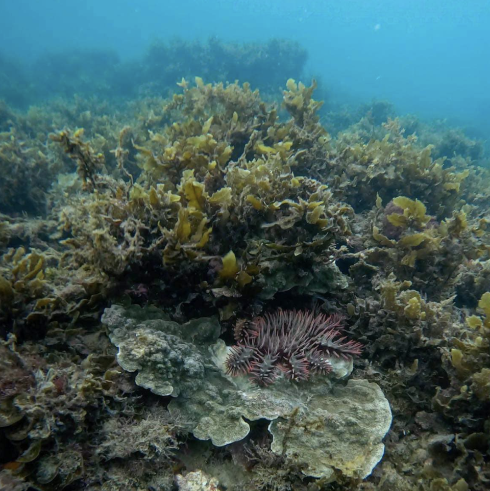 The crown-of-thorns starfish eating coral in a reef off Queensland's Magnetic Island. 