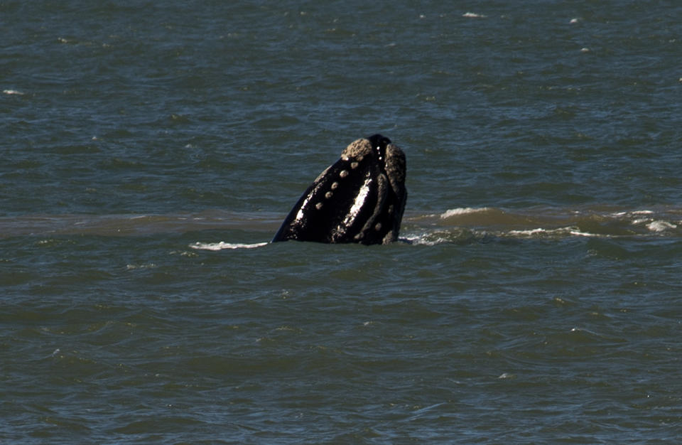 A Franco-austral whale surfaces off the coast of Arachania, Rocha, 225 km east of Montevideo, Uruguay, on September 21, 2012 during the migration to the south.  AFP PHOTO/Pablo PORCIUNCULA       