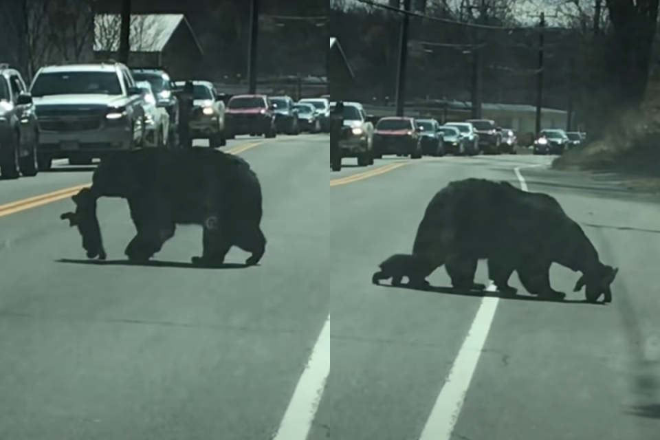<p>熊媽媽帶熊寶寶過馬路，來來回回叼不完！（圖／Youtube ＠ViralHog）</p>
