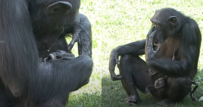黑猩猩媽媽依舊抱著逝去孩子的遺體。（圖／翻攝自YouTube／ La Vanguardia）