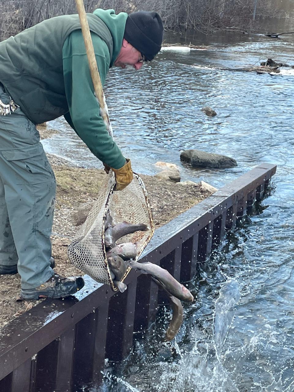 Michigan DNR Fisheries hatchery staff release adult broodstock trout into the Huron River at Proud Lake Recreation Area.
