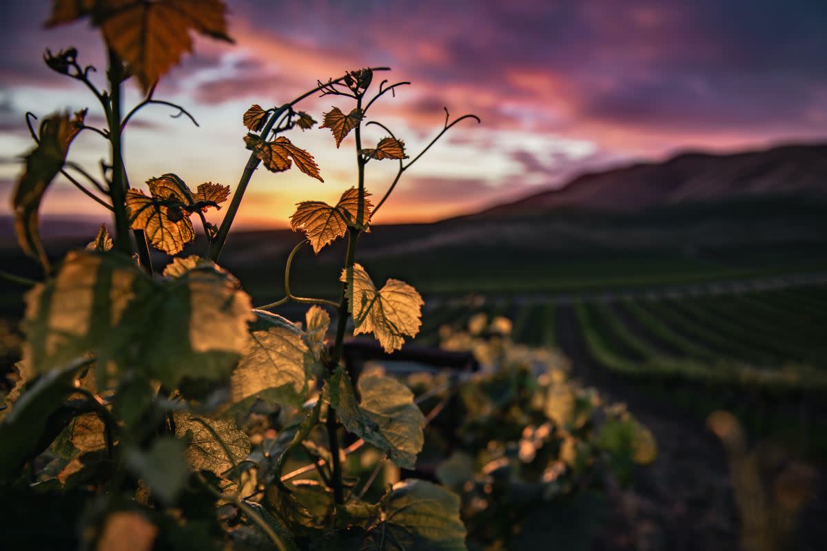 Chardonnay vines at sundown in California.<p>Courtesy of Unsplash | Photo by Tim Mossholder</p>