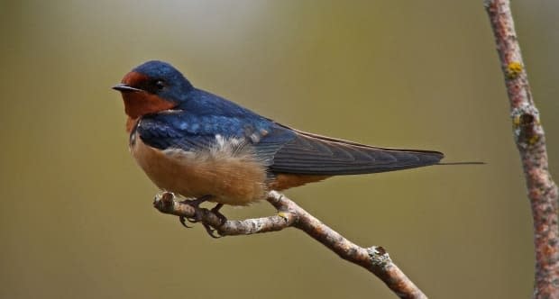 Barn swallows are one of the small birds that can be greatly impacted by freezing weather, Jared Clarke said. 