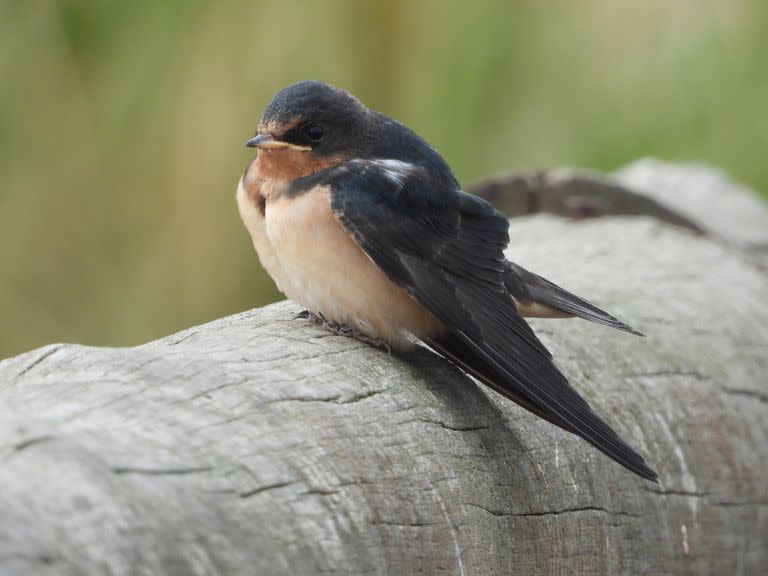 Una golondrina tijerita (Hirundo rustica) registrada por la usuaria Silvia Mallet