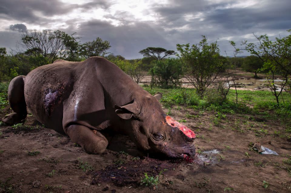 Photojournalist Brent Stirton has won the prestigious title for the shocking image of the dead black rhino. Source: Brent Stirton via Yahoo UK