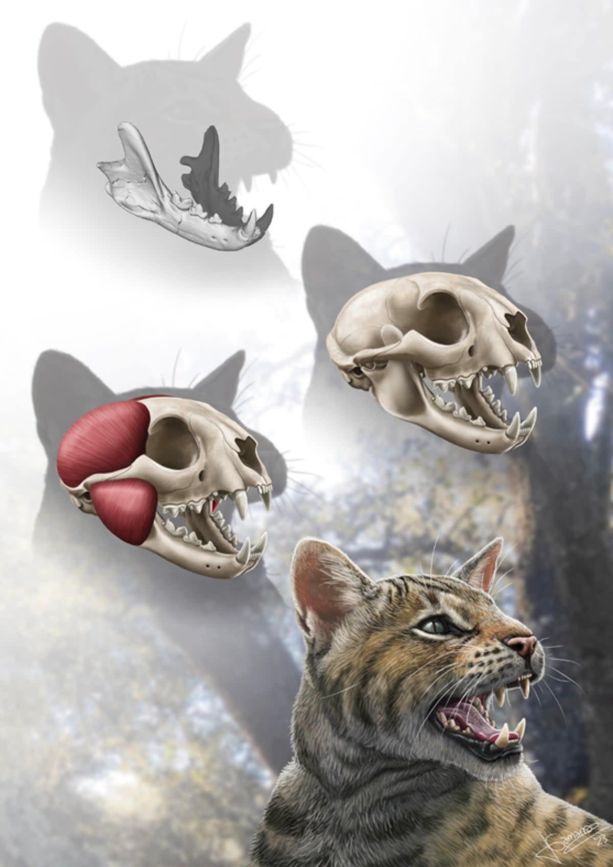 A reconstruction of what researches believed the feline looked like  (Artwork by J. Gamarra/Journal of Vertebrate Paleontology)