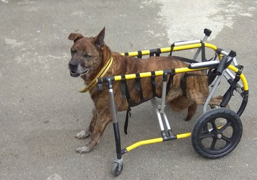 動保處視動物狀況提供特製輪椅。   圖：新北市動保處提供