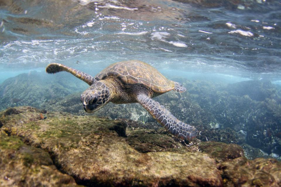 Green sea turtles are the largest species of sea turtle, weight up to 400 pounds and being up to 4 feet long.