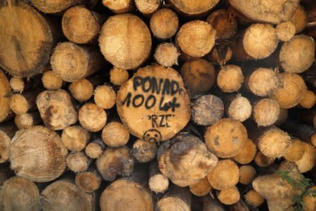 Logged trees are seen after logging at one of the last primeval forests in Europe, Bialowieza forest, Poland August 29, 2017.  Sign reads