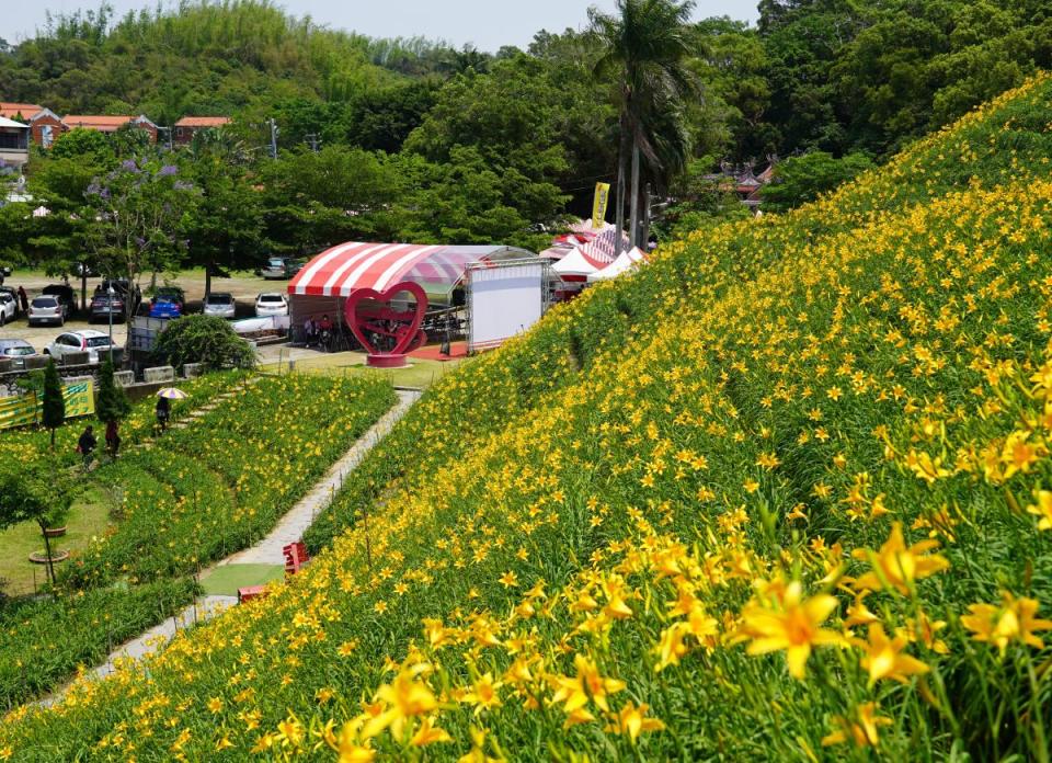 彰化虎山巖金針花海盛開！參山國家公園風管處，邀媽媽們賞花。（圖：李河錫攝）