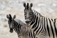 <p>Two zebras stare at the camera of a passing photographer crossing Etosha National Park. (Photo: Gordon Donovan/Yahoo News) </p>