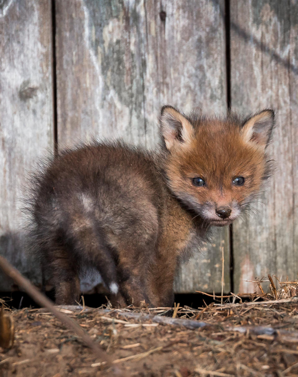 A young member of the family