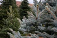 Fir trees, grown to be sold as Christmas trees at a farm in the village of Taxiarchis, during the coronavirus disease (COVID-19) pandemic, in the region of Chalkidiki