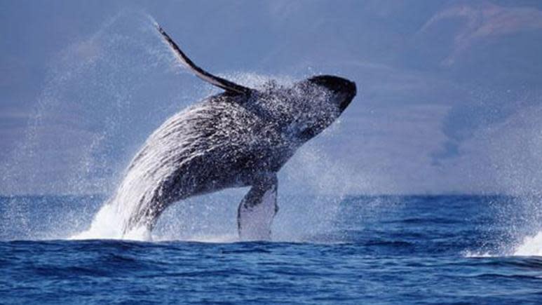 You are bound to see some Humpback whales during Artic Sea Tours Whale Safari