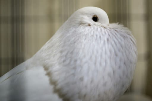 A Pomeranian Pouter pigeon takes part in the Fancy Pigeon exhibit at the annual British Homing World Show of the Year