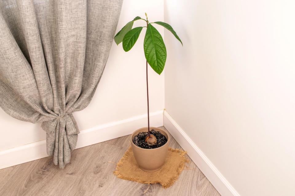 avocado tree growing indoors