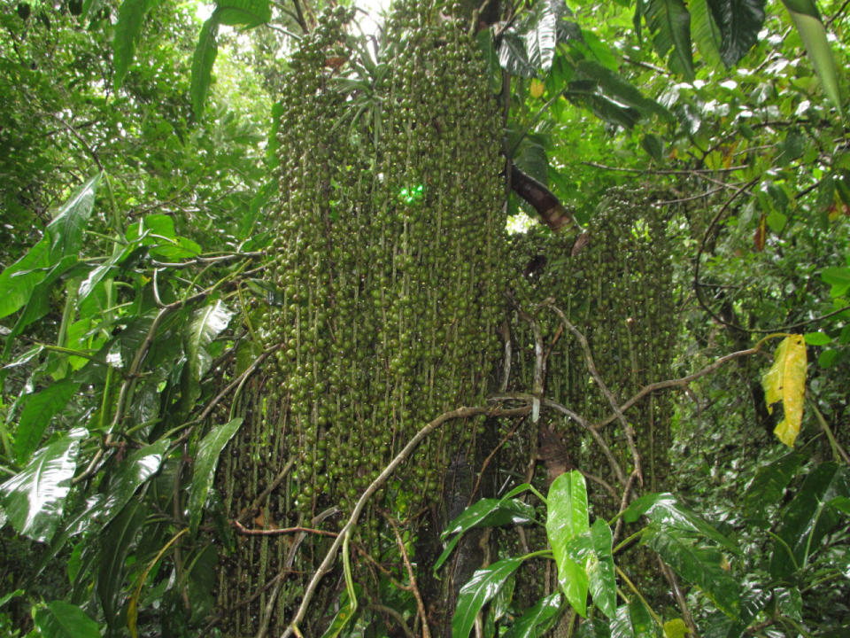 Crecen en las selvas tropicales de América del Sur y Centroamérica. Con raíces parecidas a las del tronco, se arma una forma triangular, similar a una choza. Tienen frutos y su madera se usa en diferentes producciones.