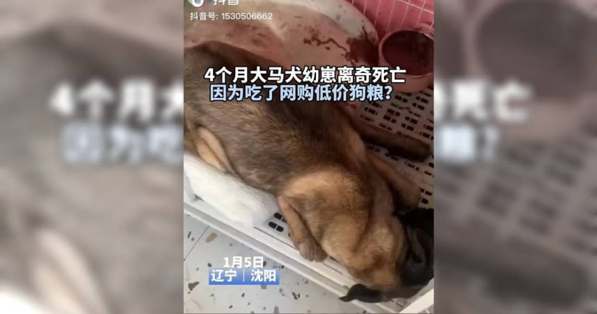 中國遼寧瀋陽一名飼主因為貪小便宜在網路上搶購了超便宜狗飼料，沒想到，狗狗吃了1個月後竟吐血死亡。（圖／翻攝自抖音）