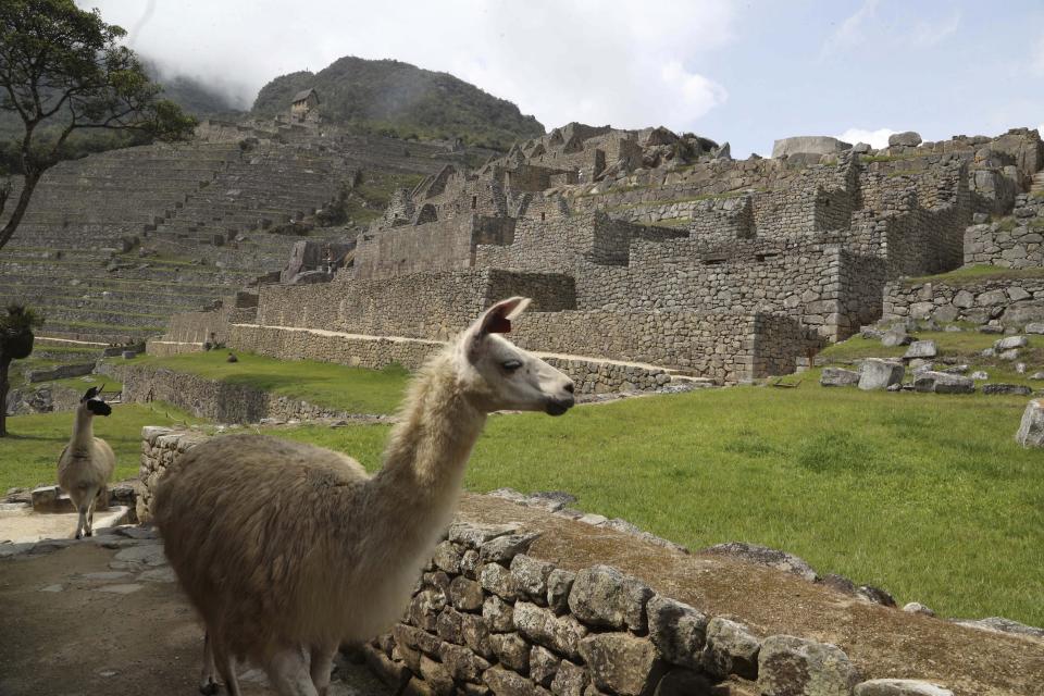 Llamas caminan dentro del sitio arqueológico vacío de Machu Picchu, sin turistas, mientras está cerrado en medio de la pandemia COVID-19, en el departamento de Cusco, Perú, el martes 27 de octubre de 2020. (AP Foto/Martin Mejia)