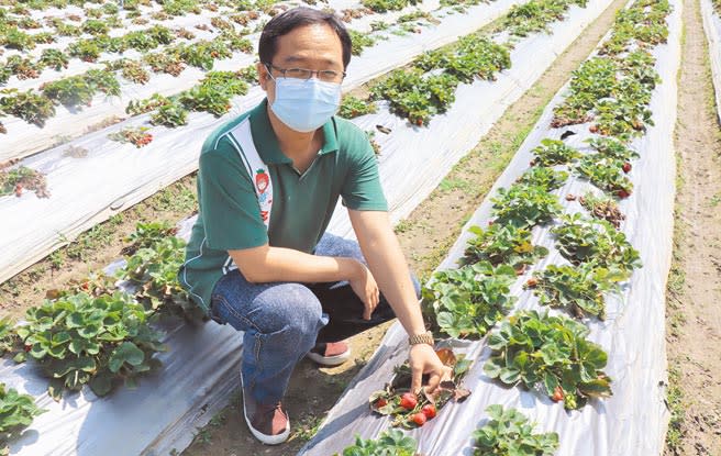 台南市善化區草莓園受連日下雨影響，草莓逾5成水傷。（劉秀芬攝）
