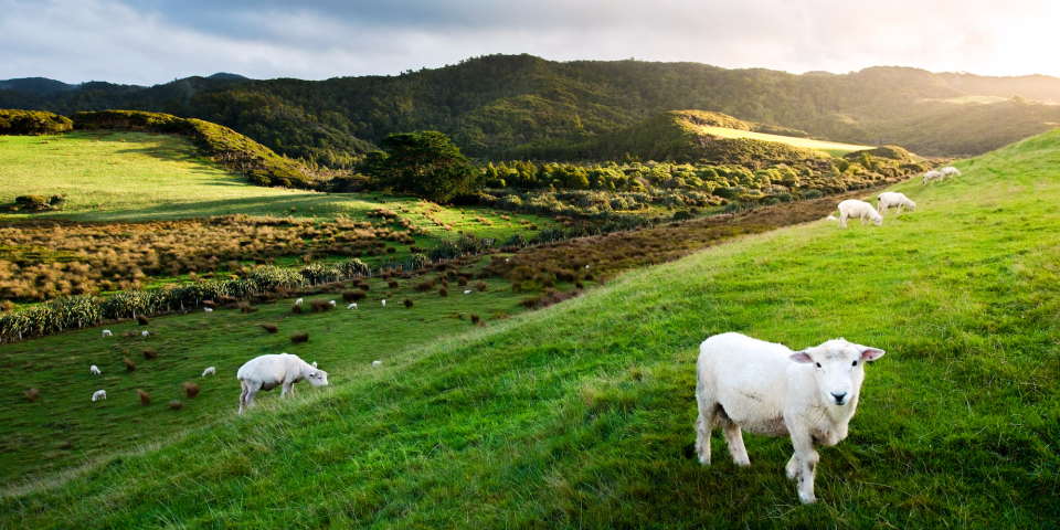 sheep new zealand