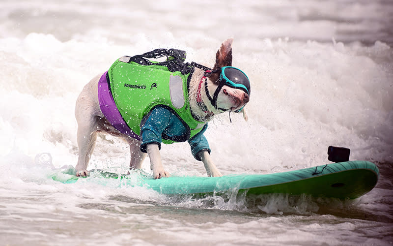 A dog wearing goggles and a life vest shakes water off as it competes during the World Dog Surfing Championships