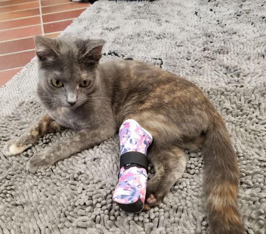 <p>Courtesy of Juanita Mengel</p> Lola Pearl the therapy cat wearing her foam prosthetic over her amputated left leg