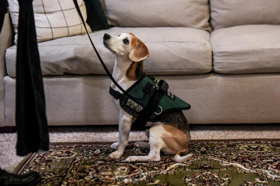 Bo the beagle signals to entomologist Denise Patton that he has found the hidden vial of bedbugs on Wednesday, Jan. 8, 2020 in Sioux Falls. Beagles Bo and B.G. work as bedbug detection dogs for the Patton's company, Dakota Bedbug Detection.