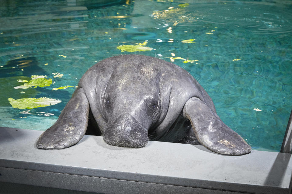 Snooty, a manatee at the&nbsp;South Florida Museum in Bradenton, Florida, is <a href="http://www.guinnessworldrecords.com/news/2015/7/happy-67th-birthday-to-oldest-living-manatee-snooty-388311" target="_blank">a whopping 67 years of age.</a>