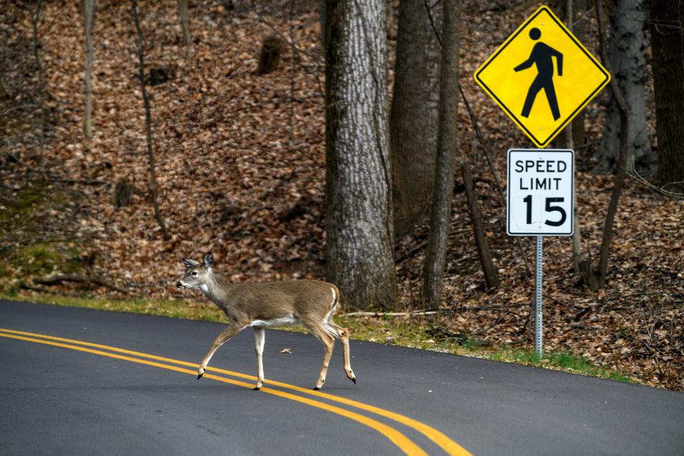 A deer crosses a road inside John James Audubon State Park in Henderson in 2020.