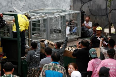 A sedated tiger is stretchered as officials start moving tigers from Thailand's controversial Tiger Temple, a popular tourist destination which has come under fire in recent years over the welfare of its big cats in Kanchanaburi province, west of Bangkok, Thailand, May 30, 2016. REUTERS/Chaiwat Subprasom