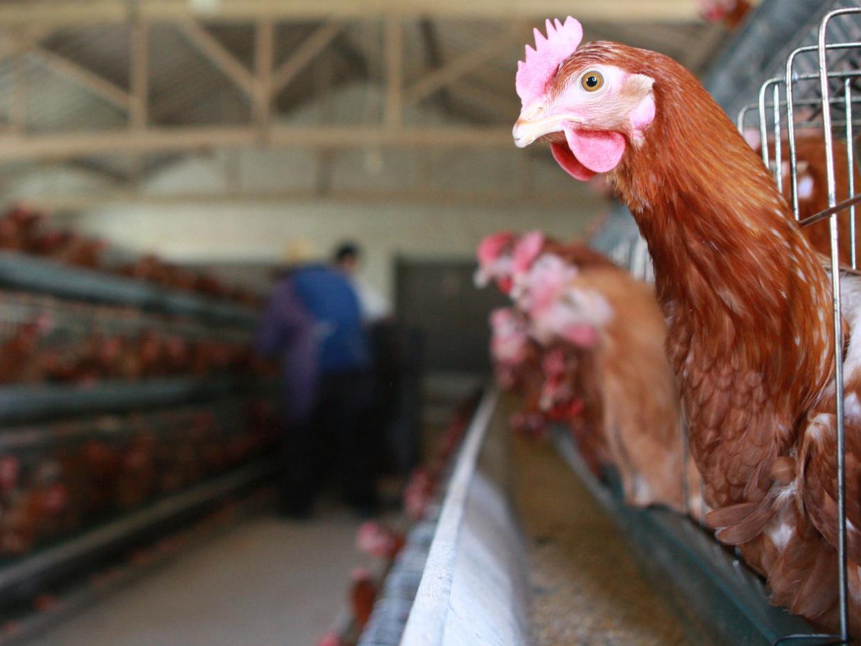 Chickens roost at a poultry farm: Getty