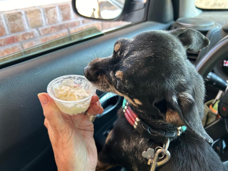 Cambree Thompson at Yellow City Grind, hands off a Pup Cup, whipped cream in a cup, to a grateful canine.