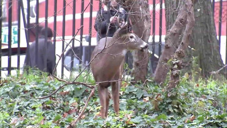 Officials had said euthanizing the deer, currently being held at an East Harlem animal shelter, was 