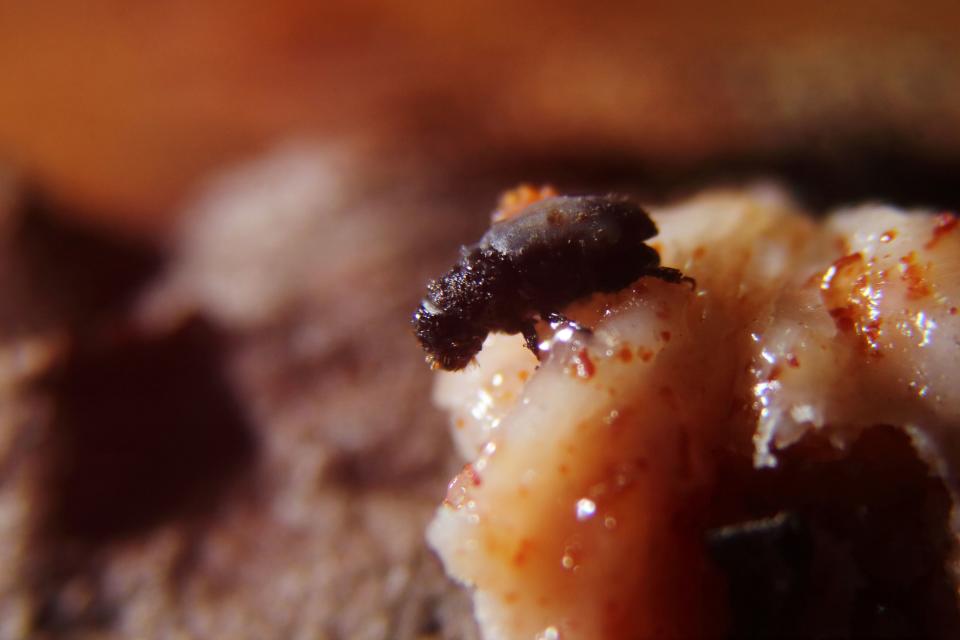 A Southern pine beetle trapped in resin. (Photo: MARVIN RECINOS via Getty Images)