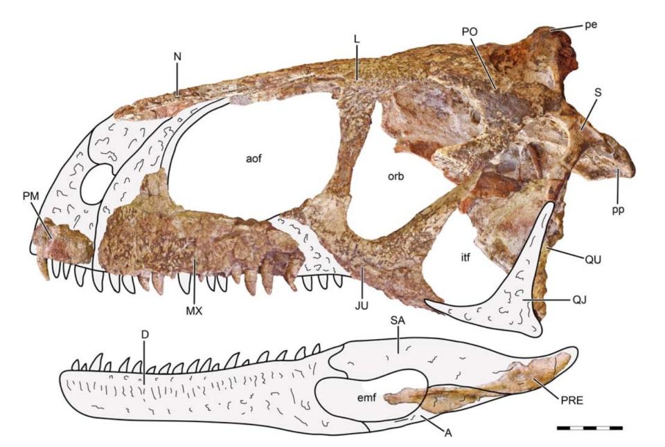 A reconstruction of Llukalkan aliocranianus' skull. (Photo: . Gianechini et. al/Journal of Vertebrate Paleontology)