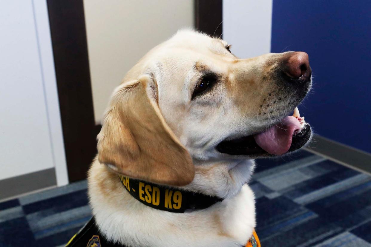 Glitch, an English Labrador who joined the Memphis Police Department in January of 2023, works in the Internet Crimes Against Children Task Force Program with his handler Sergeant Joshua Davis, smiles after a demonstration at Memphis Police Department Headquarters on Monday, November 13, 2023 in Memphis, Tenn.