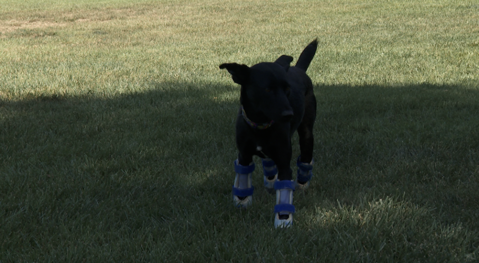 Elliot is Debbie Pearl's newest dog. He has four prosthetic limbs and is still getting use to them, she said. / Credit: CBS News