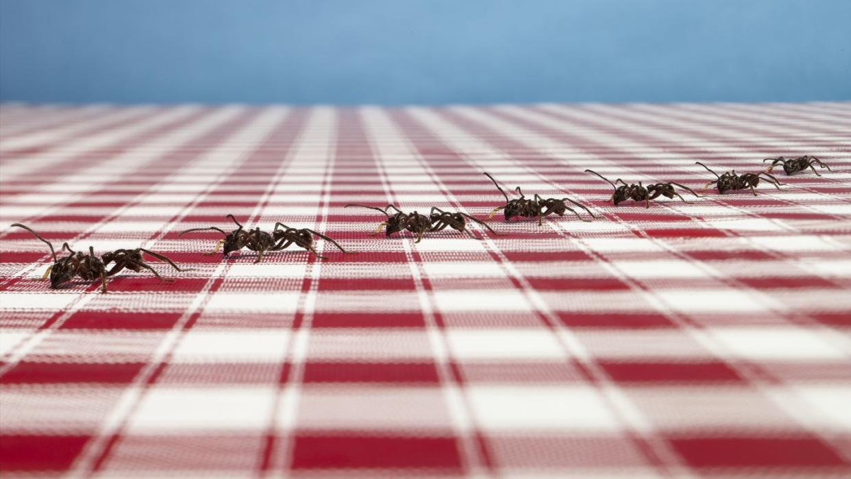 ants on table