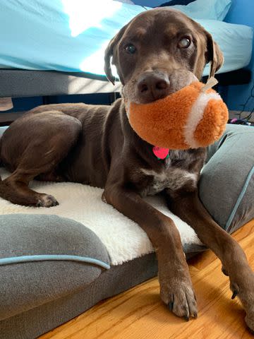 <p>Millie_Archie/Tiktok</p> Rooster with his football toy