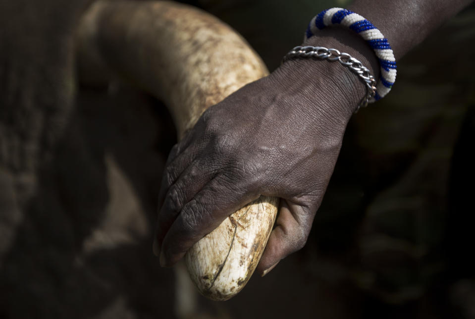 FILE - In this Tuesday, Dec. 3, 2013 file photo, a local Maasai tribesman places his hand on the tusk of a tranquilized wild elephant during an elephant-collaring operation near Kajiado, in southern Kenya. The United Nations Environmental Program (UNEP) is marking the U.N.'s first ever World Wildlife Day Monday, March 3, 2014 to raise awareness about an illicit global trade in illegal timber, elephant ivory and rhino horns worth an estimated $19 billion. (AP Photo/Ben Curtis, File)